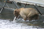 Bear Viewing Kodiak Island Alaska